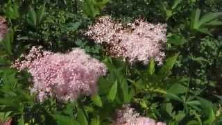 Filipendula rubra ‘Venusta’ [upl. by Merv]