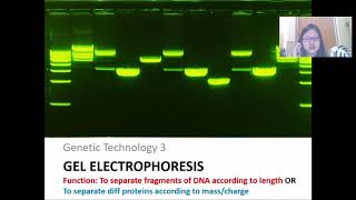 Chap 19 Part 3a Gel Electrophoresis and DNA Profiling  Cambridge ALevel 9700 Biology [upl. by Porte929]