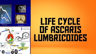 life cycle of Ascaris lumbricoides [upl. by Swihart]