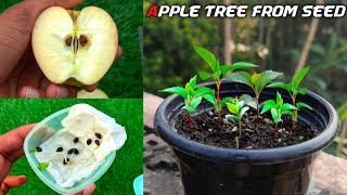 How To Grow Apple Tree From Seed Easily At Home  Growing Apple Tree Form Seed [upl. by Gauntlett]