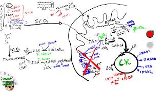 Repaso Catabolismo EBAUEVAU en 25 minutos Glucólisis  Respiración Celular  betaoxidación [upl. by Bar]