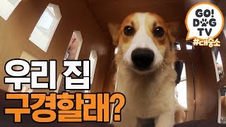 고독TV 입이 떡 벌어지는 대중소 NEW 펜트하우스🏠  개밥주는 남자 [upl. by Nivloc918]