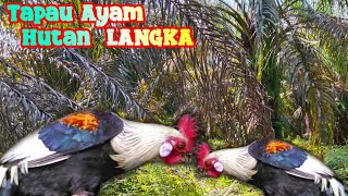 WOWMIKAT AYAM HUTAN DAPAT AYAM HUTAN JALAK [upl. by Kessler655]