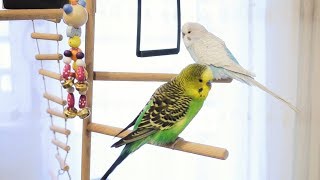 3 Hour Budgie Sounds for Lonely Budgies [upl. by Dettmer]