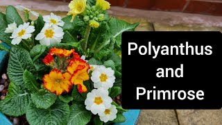 Creating a colourful Spring Display of Polyanthus and Primrose  Container Gardening [upl. by Barabbas]