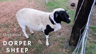 Dorper Sheep  Sheep Breed Series [upl. by O'Shee]