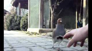 aggressives Rebhuhn perdix perdixagressive greypartridge [upl. by Silecara115]