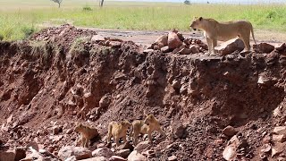 Lion cubs struggle following their mother [upl. by Lehcim]