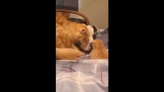 Cat Mom Introducing Her 1 Week Old Kitten to Her Dog Friend [upl. by Oneladgam]