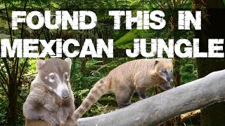 4K Jungle Walk Encounter In Mexican Forest Nasua Coati in Natural Habitat Cancun Without Money [upl. by Lotty]