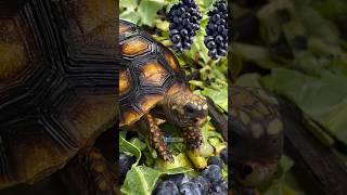 🍇🐢 Jabuti Comendo Uvas [upl. by Pettifer]