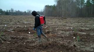 Pine Tip Moth Treatment Greeleyville SC [upl. by Adnorat854]