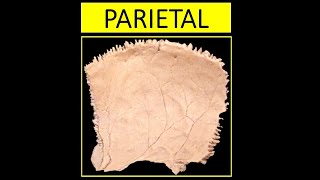 ANATOMÍA ES FÁCIL  PARIETAL EN 4 MINUTOS [upl. by Suirtemed]