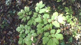 wildcrafting video Black Cohosh harvesting Actaea racemosa [upl. by Ahsile289]