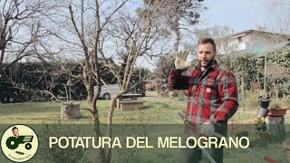 La potatura del MELOGRANO  Il contadino Nick [upl. by Fermin378]