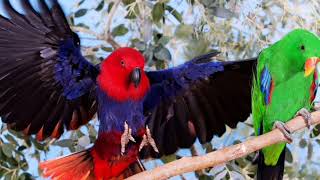 Eclectus parrot sounds [upl. by Perkins214]