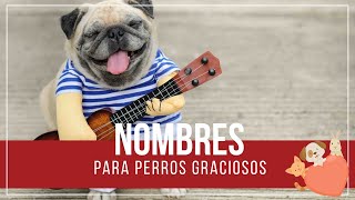 🥇 Mejores nombres para PERROS GRACIOSOS 🐾🤣 ¡DIVERTIDOS en ESPAÑOL [upl. by Travis]