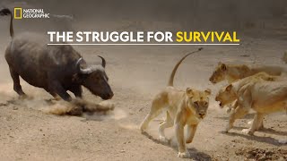 Survival in Drought  Africas Deadliest  हिंदी  S6  E3  Nat Geo Wild [upl. by Fineman]