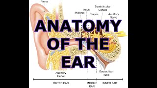 ANATOMY OF THE EAR [upl. by Jayme]