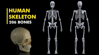 Human Skeleton Anatomy and Physiology 3d animation [upl. by Acnoib]