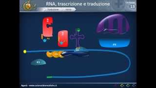 Biologia 13  RNA trascrizione e traduzione parte 2 [upl. by Notsniw]