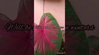 Colorful Caladium  Tan Meng Kiang [upl. by Simeon473]