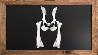 Hip Dysplasia in Dogs [upl. by Milli]