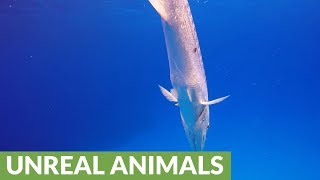 Giant barracuda attacks with torpedo like speed [upl. by Eelymmij]