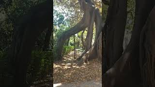 FICUS MACROPHYLLA GATEWAY Lisboa BioHeritage Tree Ficus macrophylla gateway shorts [upl. by Ericha]