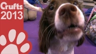 Springer Spaniel  Breed Rescue  Crufts 2013 [upl. by Arnulfo]