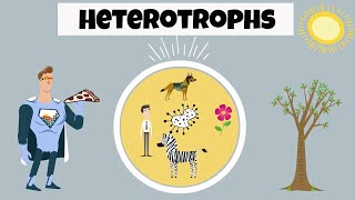 Heterotroph Examples [upl. by Rehtul531]