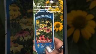 3 Colors of ConeflowerEchinacea bargain garden gardening flower [upl. by Terena]