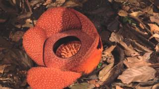 Rafflesia flower opening [upl. by Aysan]