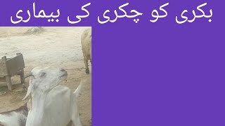 Gid disease in goat l sheep l chakri ki beemari l Dr Shahzad Drishak [upl. by Latihs]