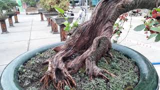 How to make Bonsai  Hibiscus Bonsai [upl. by Canon]