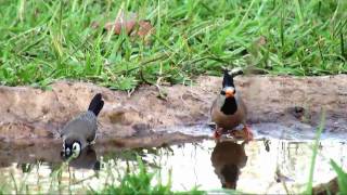 Finches Drinking [upl. by Zoe]