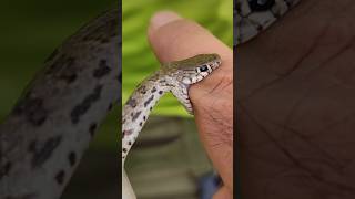 Fascinating Friendship A Handshake with a Charming Snake animals snakebite [upl. by Woolley487]