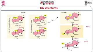 Gibberellins 04 [upl. by Ethel]