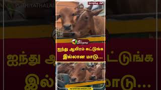 ஐந்து ஆயிரம் கட்டுங்க இல்லான மாடு shorts cow Vandavasi [upl. by Enyaw]