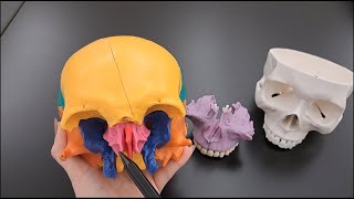 Skull Anatomy Series  The Ethmoid Bone  Part 9 of 9 [upl. by Nowd]