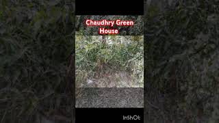 agriculture Chaudhry Green House [upl. by Nirel]