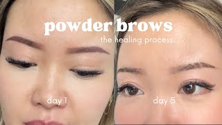 ombre powder brows healing process  5 weeks [upl. by Bremser259]