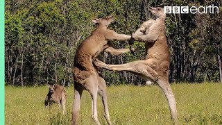 Kangaroo Boxing Fight  Life Story  BBC Earth [upl. by Lukin]