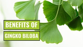 5 Possible Benefits of Ginkgo Biloba [upl. by Yarased425]