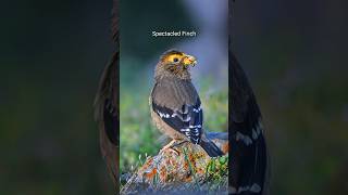 Part 2 How difficult Birding in Kashmir Valley trekking birds shorts [upl. by Tad]