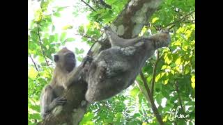 Monkey Encounter Playful Primates Meet Colugo Mother and Baby [upl. by Cumings]