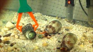 Conus textile hunting a turbo snail [upl. by Marduk]