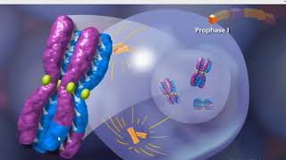 Meiosis animation [upl. by Isleen362]