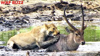 Lion Take Down Waterbuck And Eat Alive  Animal Fight [upl. by Elora32]