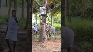 Most aggressive jallikattu bull [upl. by Ylenaj211]